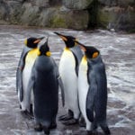Edinburgh Zoo wins sustainability award