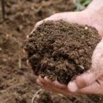 Fungi-on-plant-roots discovery has implications for sustainable agriculature and biotech