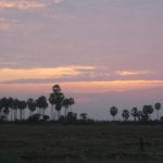 Algorithm enables rapid and effective tree census using Google Earth