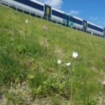 Rail operator’s infrastructure project “brings biodiversity to Bermondsey”