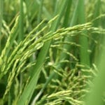 Treated graywater better for arid environments than non-treated, say researchers