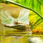 BP’s plan to deal with blowouts and spills near the Amazon Reef is unworkable, says Greenpeace