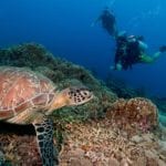 Smartphone app lets divers record levels of marine debris