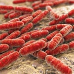 UK project aims to use AI to boost microbe-led processes behind biogas production A sample of Lactobacillus, lactic acid bacteria which are part of the normal flora of the human intestine and are also used in AD plants.