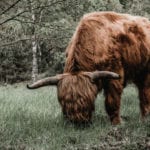 Forest grazing counteracts the effectiveness of trees to reduce flood risk