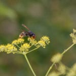 Asian hornet outbreak contained in Devon, says Defra