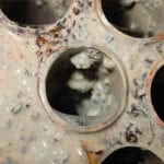 The science of biofilms Biofilm on mechanical component