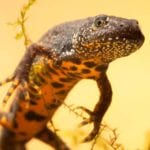 DNA pinpoints river animals in the here-and-now, new research reveals