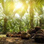 Supermarket’s move to ban palm oil products: understandable but possibly misguided