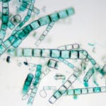 ‘Talking’ algae could provide new route to monitoring climate change