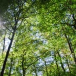 First demonstration that forests trap airborne microplastics