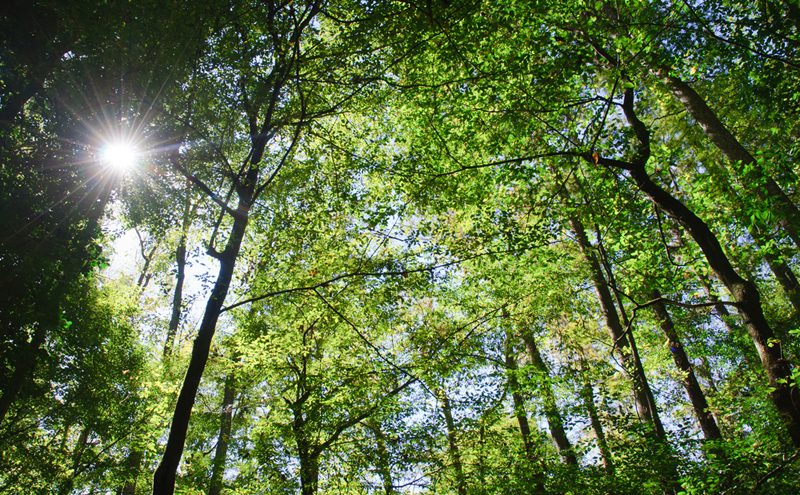 First demonstration that forests lure airborne microplastics