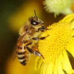 New study shows EU pesticide ban is failing to protect suburban bee populations