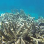 New research reveals coral bleaching on Great Barrier Reef has happened for hundreds of years but it’s on the rise