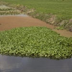 Summer reed cutting is essential, says waterways expert