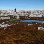 First evidence of climate change impacts on East Antarctic vegetation