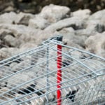 New app and campaign to encourage trolley clean-ups