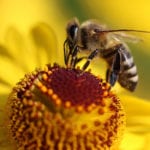 AI smart hives will help arrest the decline in bee populations, says group