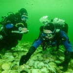 Distillery recreates extinct native oyster reefs in the Dornoch Firth, claiming an environmental first