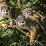 Restoring large mammal populations helps the climate, says new research