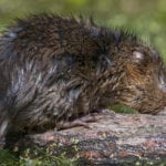 New map shows endangered water voles thriving across threatened wetlands