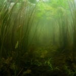 Higher-tier testing would answer neonicitinoid pesticide question E-flows system