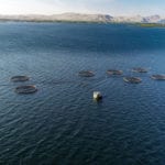 Scottish salmon farm medicine significantly impacting local marine environments, says SEPA