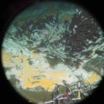 Newly discovered microbes guzzle greenhouse gases (and maybe oil spills)