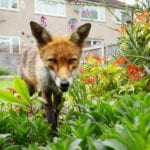 Local authorities need clarity on biodiversity strategy to meet new government requirements, says ecological consultancy