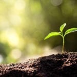 Uncovering the hidden talents of urban soils