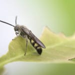 Greedy insects could be a game-changer for Scotland’s fish farms