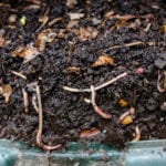 Earthworm research spurs farmers to act