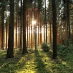 World’s biggest terrestrial carbon sinks are found in young forests