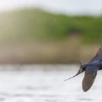 RSPB issues warning about unseasonably warm weather