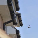 RSPB urges public to act to help save swifts