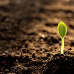 Urgent call for Government to invest in healthy soils post-Brexit