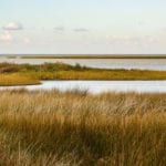 Coastal wetlands capture more carbon as seas rise