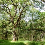Thousands of species at risk from native oak decline