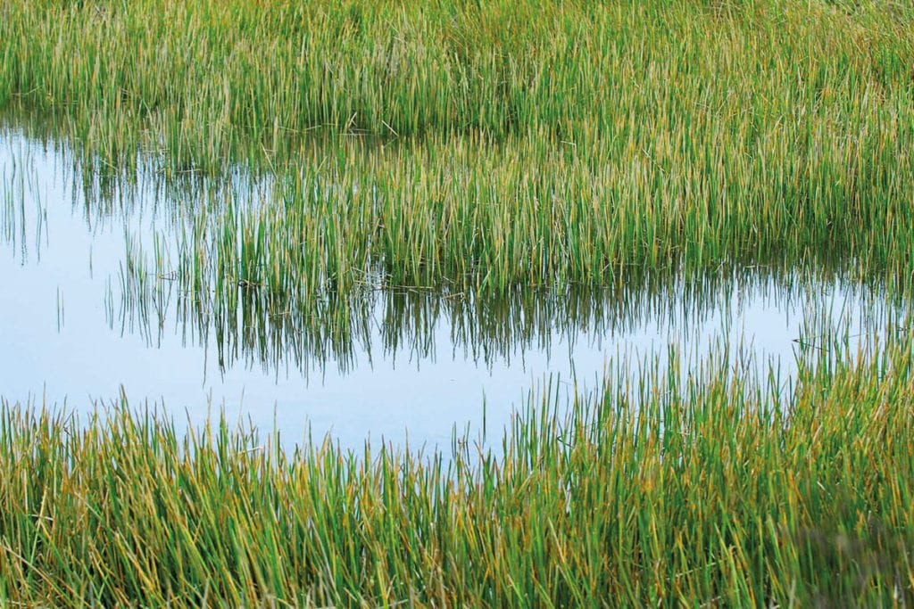 Cleaning up, with artificial reed beds | Envirotec