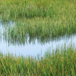 Cleaning up, with artificial reed beds reed-bed-liners