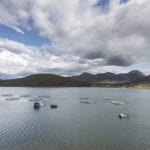 The Importance of algal monitoring in finfish aquaculture
