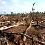 IPBES: Nature’s dangerous decline ‘unprecedented,’ species extinction rates ‘accelerating’