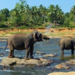 Scientists propose rethinking ‘endangered species’ definition to save slow-breeding giants