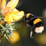 Major campaign aims to save bees and pollinators in the South Downs