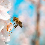 Beekeepers gather outside ministries across Europe to demand bee-friendly pesticide standards