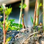 New trade body code offers complete overview of invasive weed control factors