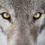 New research finds wolves limit spread of animal disease
