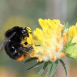 Bee Lines campaign creates a buzz and is off to flying start