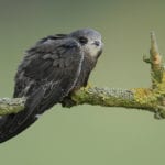 Conservationists concerned about late swift return