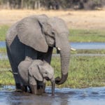Botswana’s U-turn on elephants